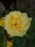 Garten Juli 015.webp