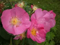 Garten Juli 016.webp