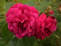 Garten Juli 017.webp