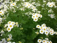 Garten Juli 018.webp