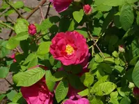 P1060771_600_450.webp