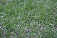 Rasen-04-c_200609.webp
