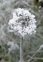 gefrorene Tropfen.webp