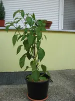 Pfefferoni 21.06.09.webp