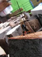 Holzschlupfwespe 002.webp