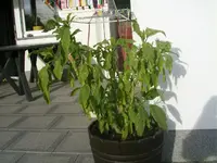 SANY2087.webp