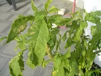 SANY2091.webp