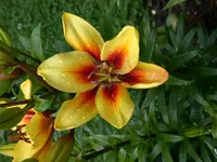 DSCN6998.webp