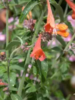 DSCN6989.webp