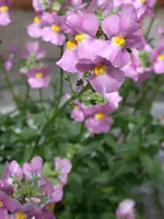 DSCN6994.webp