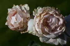 001 MÄRCHENKÖNIGIN mit braunen Rändern skaliert.webp