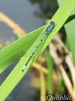 Libelle_01.webp