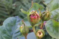 Blütenknospen.webp