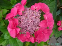 PICT2788.webp