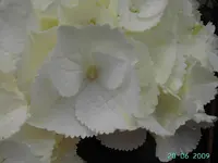 PICT2783.webp