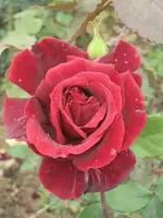 garten 09 Rosentage 001.webp