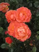 garten 09 Rosentage 005.webp