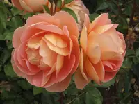 garten 09 Rosentage 007.webp