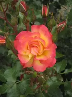 garten 09 Rosentage 009.webp