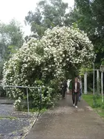 garten 09 Rosentage 019.webp