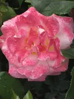 garten 09 Rosentage 023.webp