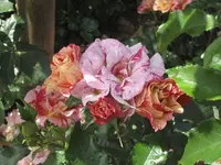 garten 09 Rosentage 026.webp