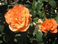 garten 09 Rosentage 027.webp