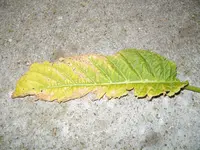ALIM0426.webp