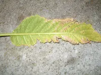 ALIM0427.webp