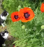 Katzen-mit-Mohn2.webp