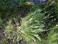 Mohnblume-abgeblüht.webp