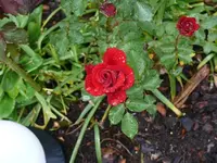 P1060846_600_450.webp