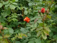 P1060848_600_450.webp