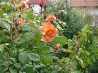 P1060849_600_450.webp