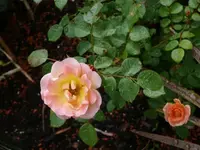 P1060855_600_451.webp