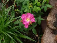 P1060861_600_450.webp
