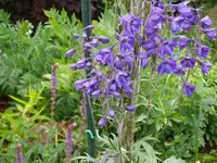 P1060862_600_450.webp