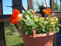 Garten 20.6.09 001.webp