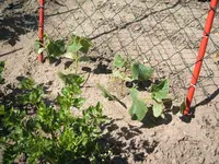 Garten 20.6.09 003.webp