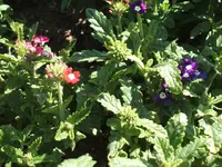 Garten 20.6.09 005.webp