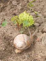 Garten 20.6.09 006.webp