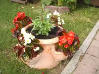 Garten 20.6.09 009.webp