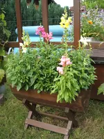 Garten 20.6.09 010.webp