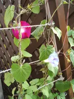 Garten 20.6.09 011.webp