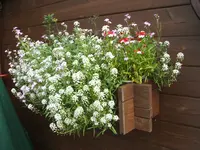Garten 20.6.09 012.webp