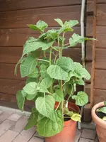 Garten 20.6.09 013.webp