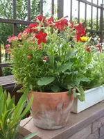 Garten 20.6.09 014.webp