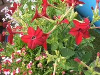 Garten 20.6.09 015.webp