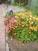 Garten 20.6.09 017.webp