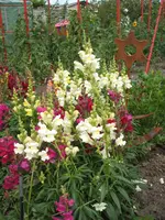 Garten 20.6.09 019.webp